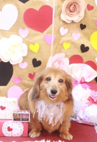 20230201ティアラちゃん